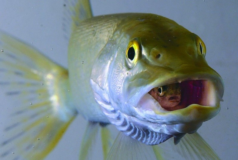 Ермолинские очистные непричастны к гибели рыбы, но им стоит напрячься