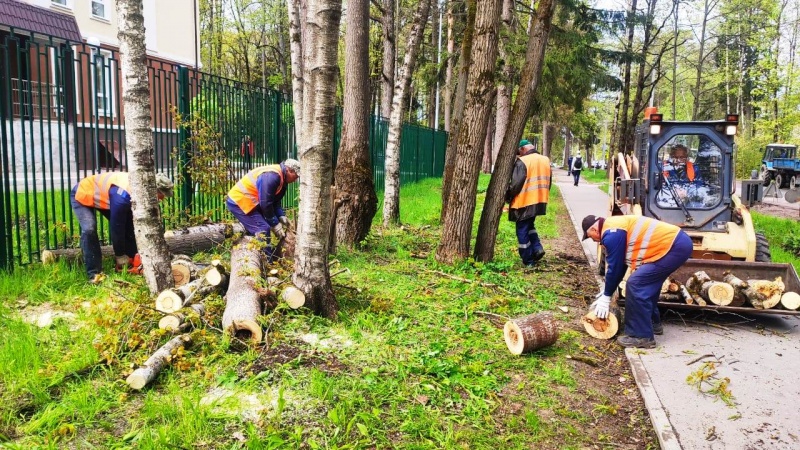 В Обнинске вырубают лес