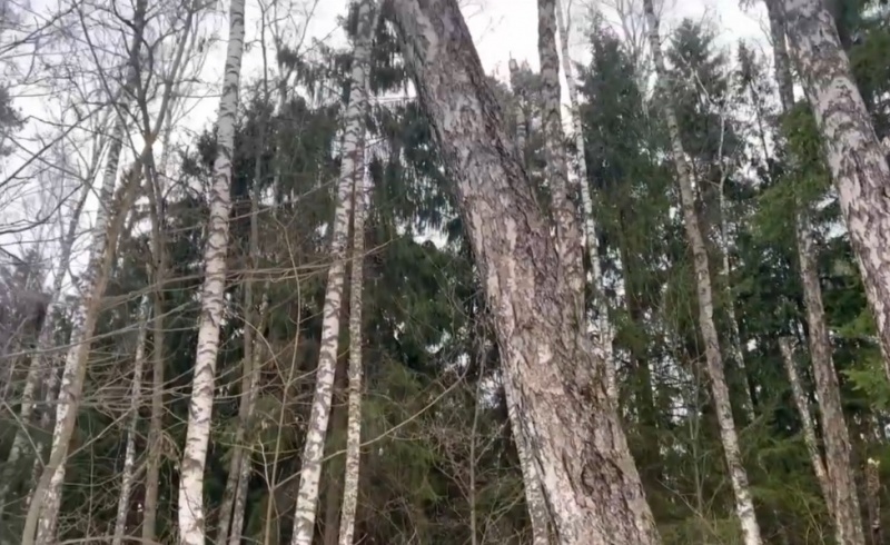 В Гурьяновском лесу вырубят деревья